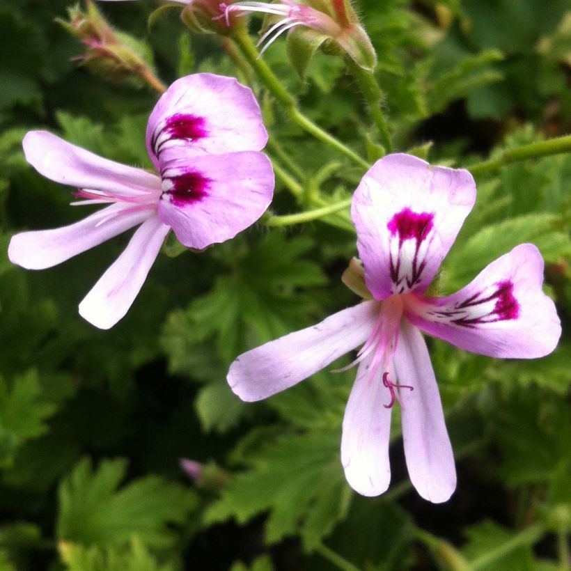 Pelargonium Lemon fancy (Flowering)