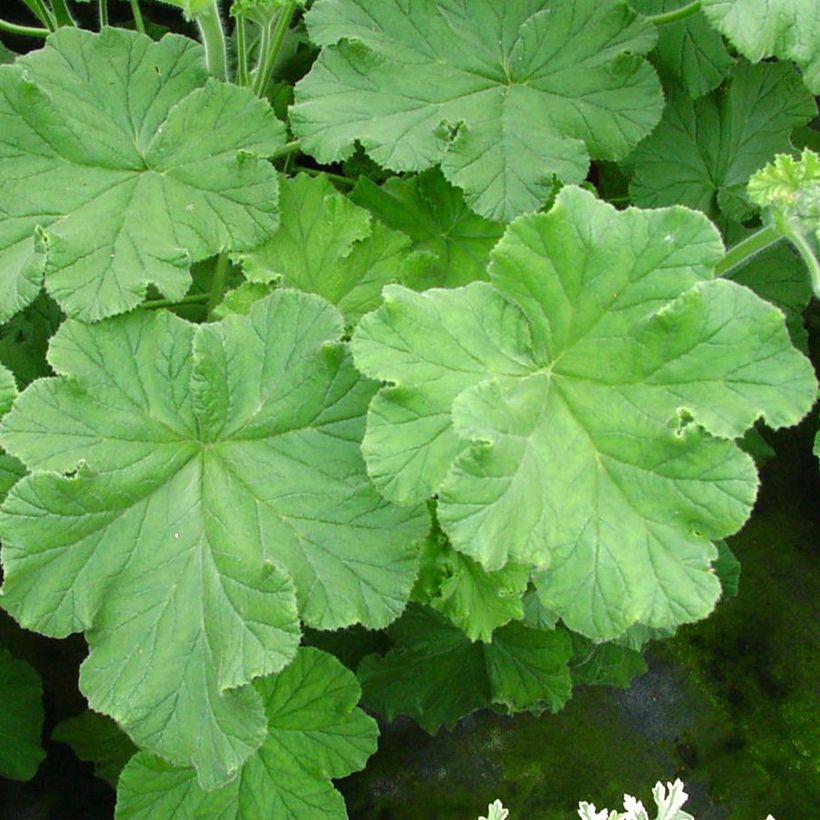 Pelargonium Purple Unique (Foliage)