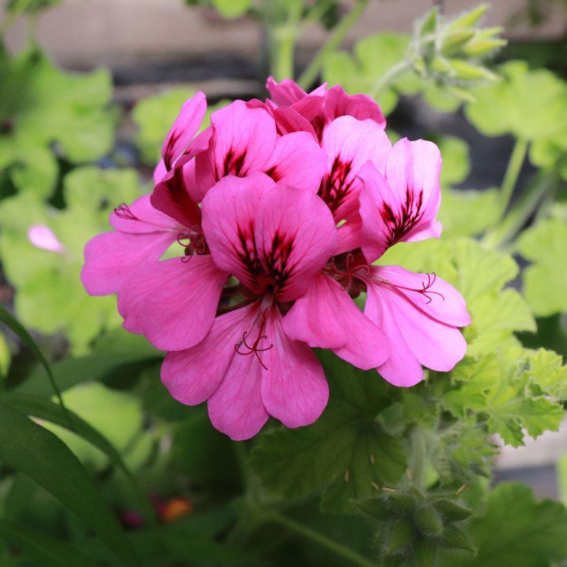 Pelargonium Purple Unique (Flowering)