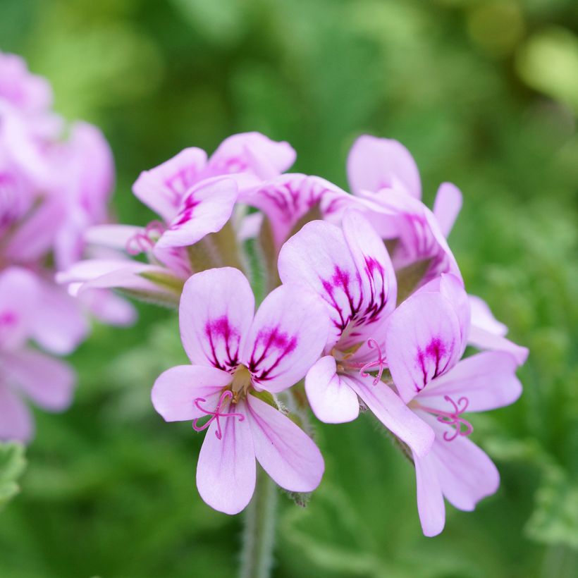 Pelargonium graveolens White Graveolens (Flowering)