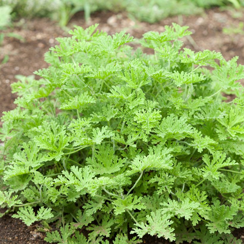 Pelargonium graveolens White Graveolens (Plant habit)