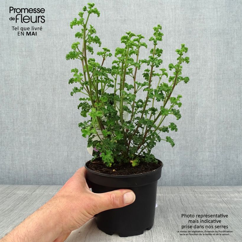 Pelargonium crispum Minor 1.5L/2L pot sample as delivered in spring