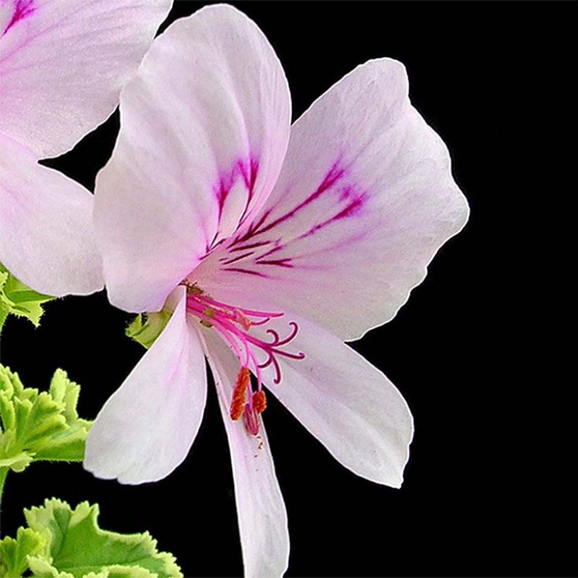 Pelargonium crispum Variegatum (Flowering)