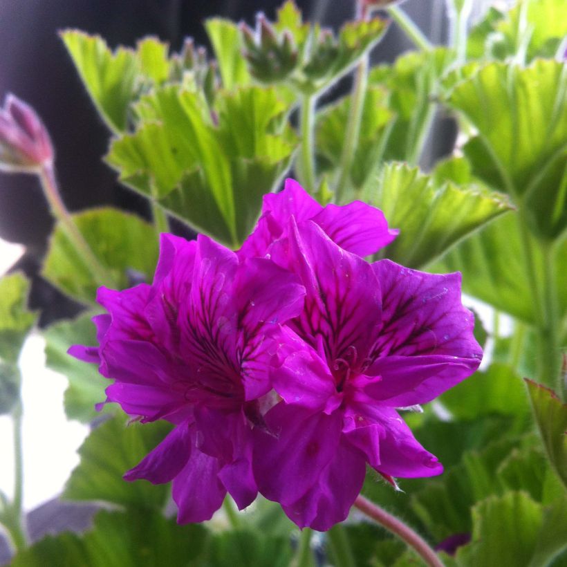 Pelargonium cucullatum (Flowering)