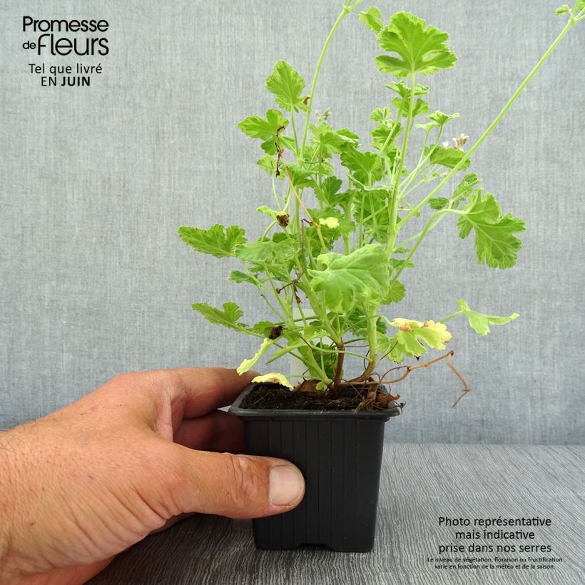 Pelargonium fragrans Variegatum 8/9 cm pot sample as delivered in summer