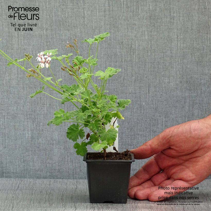 Pelargonium fragrans Variegatum sample as delivered in spring