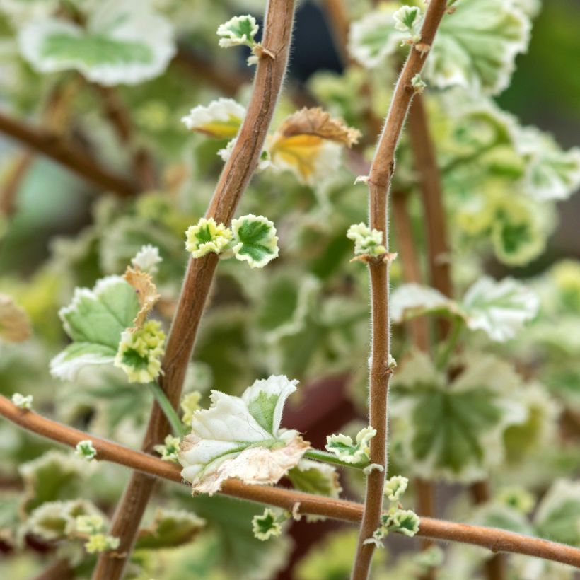 Pelargonium fragrans Variegatum (Foliage)