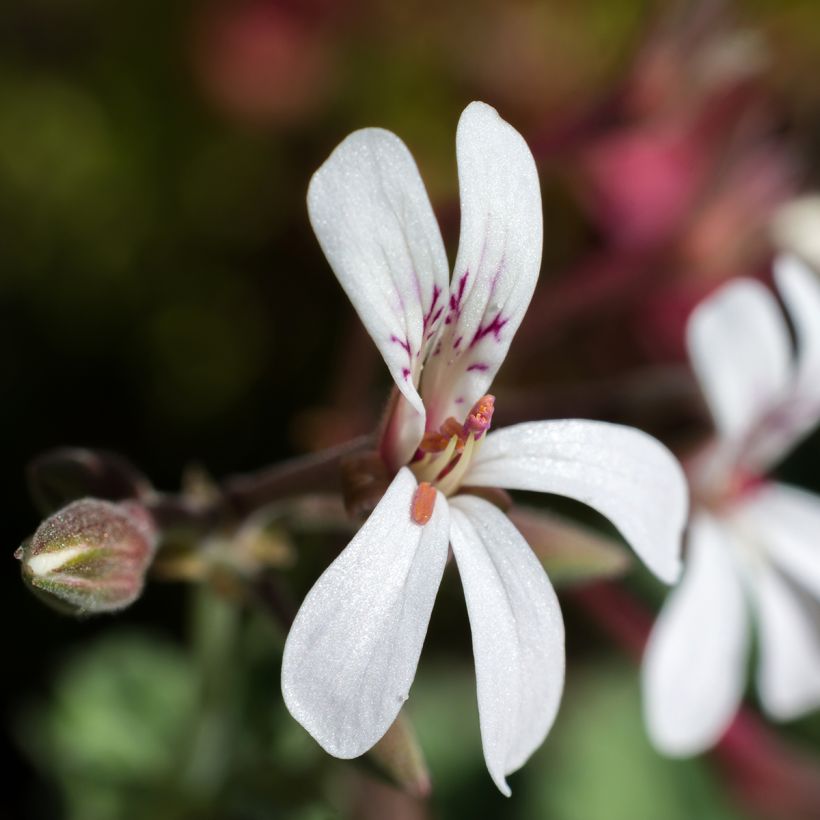 Pelargonium fragrans Variegatum (Flowering)