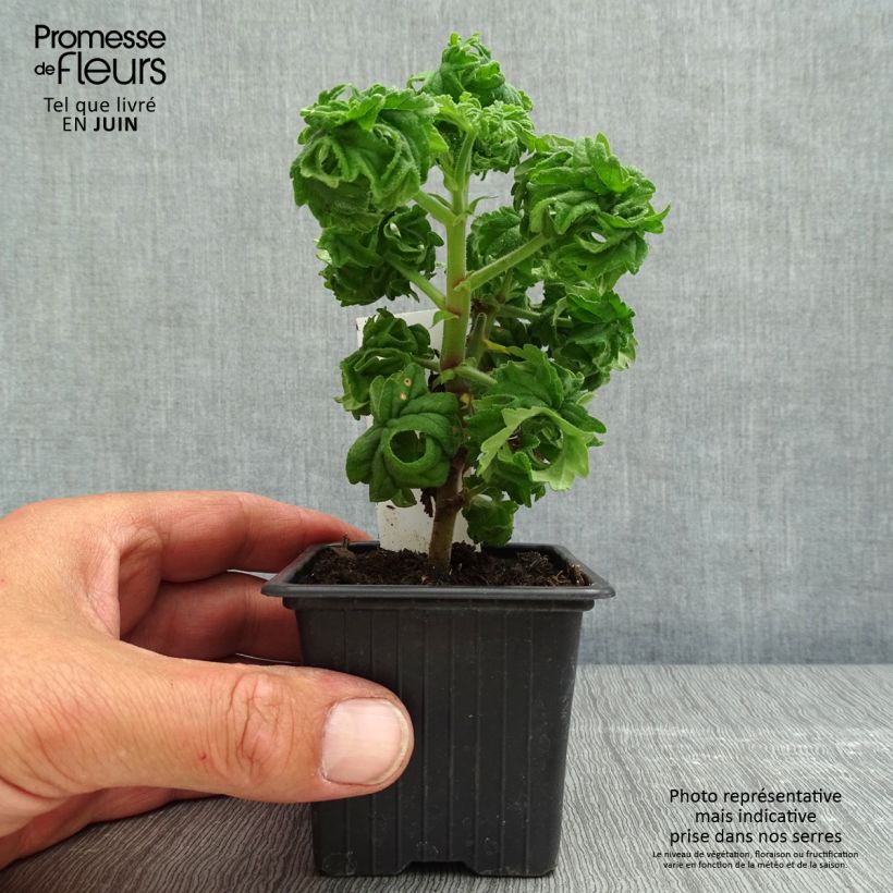 Pelargonium graveolens Bontrosaï sample as delivered in spring