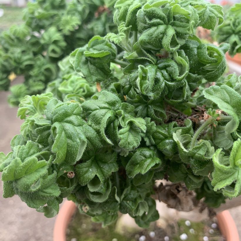 Pelargonium graveolens Bontrosaï (Foliage)