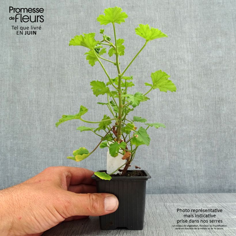 Pelargonium greytonense sample as delivered in spring