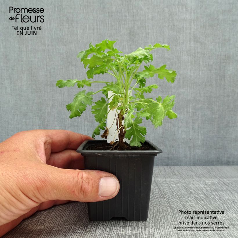 Pelargonium ionidiflorum sample as delivered in spring