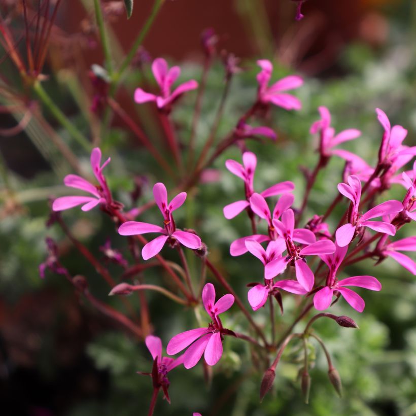 Pelargonium ionidiflorum (Flowering)