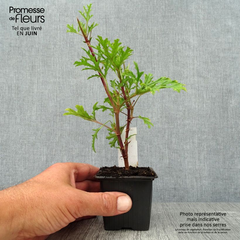 Pelargonium pseudoglutinosum 8/9 cm pot sample as delivered in summer