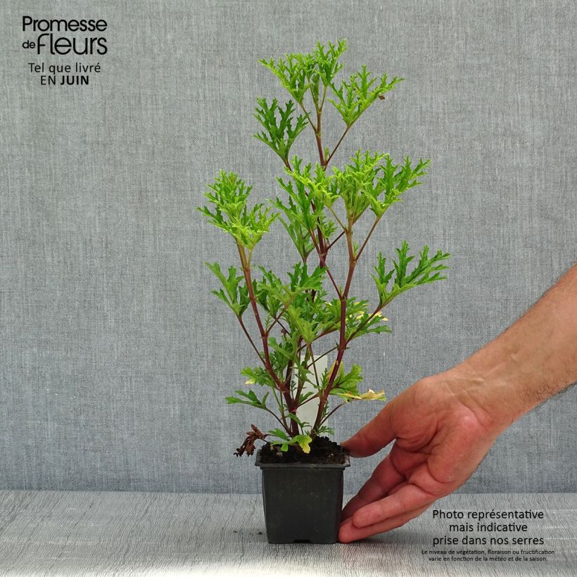 Pelargonium pseudoglutinosum sample as delivered in spring