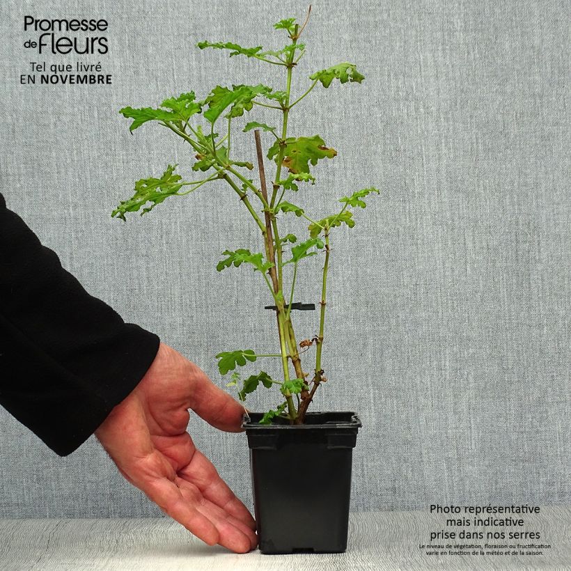 Pelargonium quercifolium 7/8 cm pot sample as delivered in autumn
