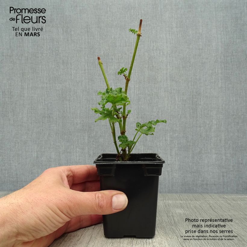 Pelargonium quercifolium 7/8 cm pot sample as delivered in spring
