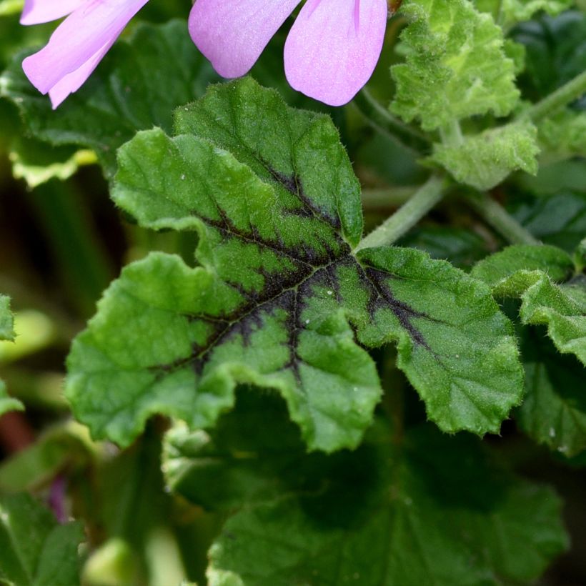 Pelargonium quercifolium Royal Oak (Foliage)