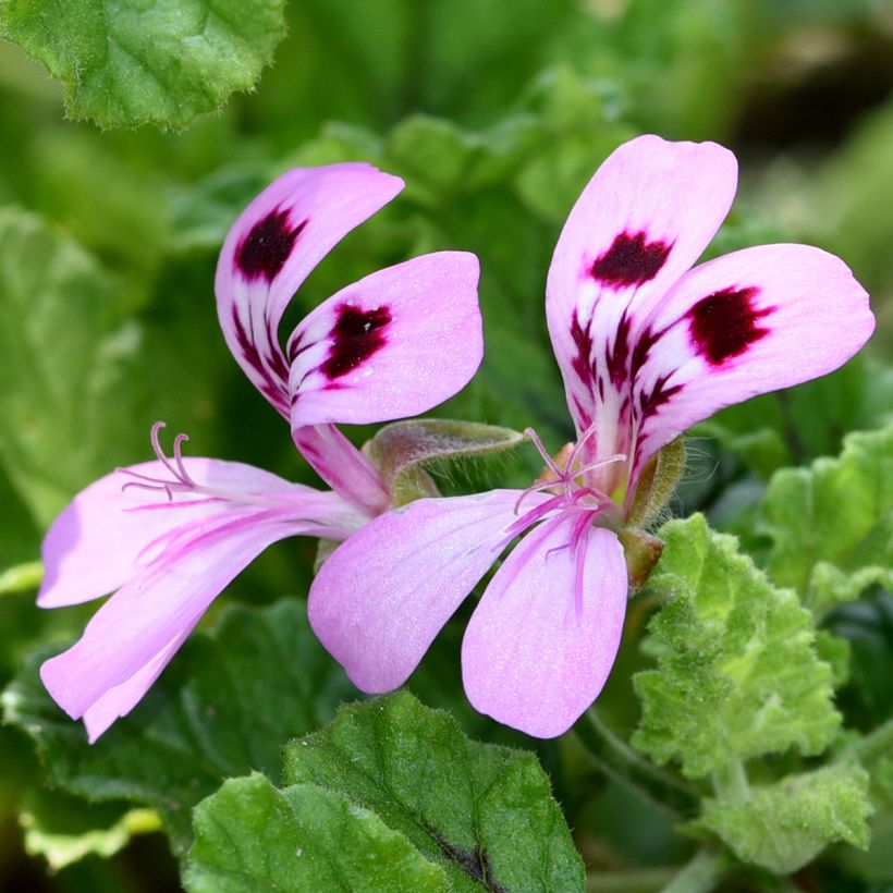 Pelargonium quercifolium Royal Oak (Flowering)