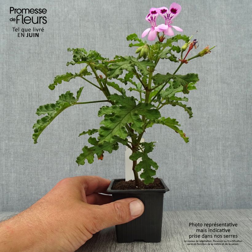 Pelargonium quercifolium Royal Oak 8/9 cm pot sample as delivered in summer