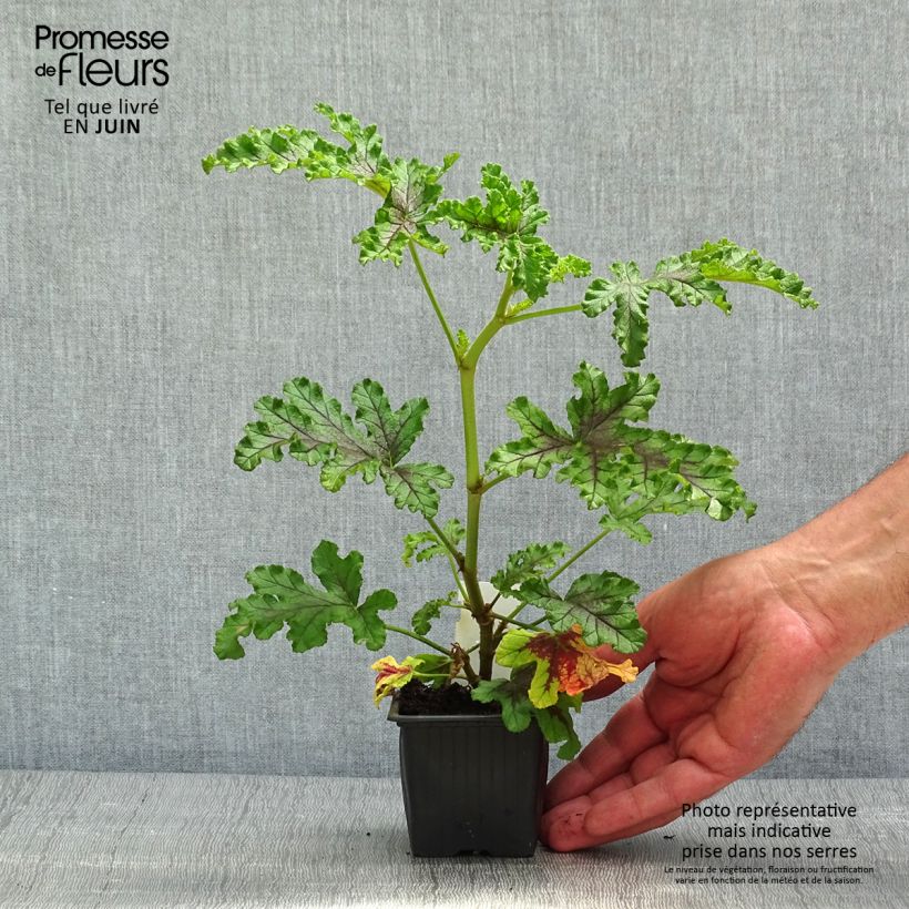 Pelargonium quercifolium Royal Oak sample as delivered in spring