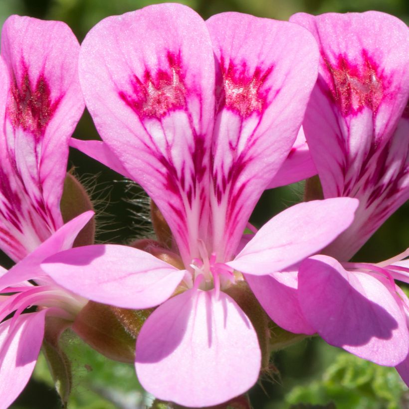 Pelargonium quercifolium (Flowering)