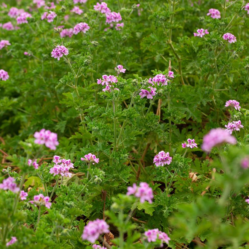 Pelargonium quercifolium (Plant habit)