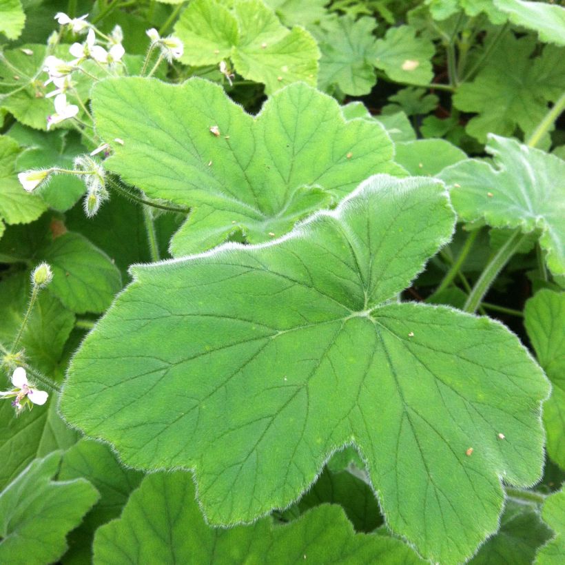 Pelargonium tomentosum (Foliage)