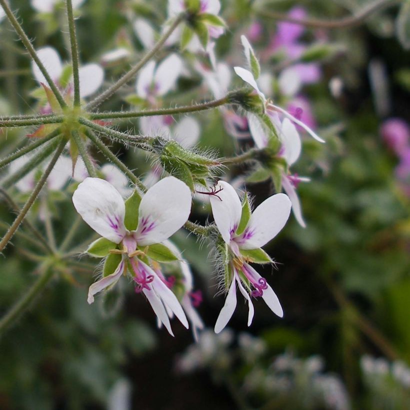 Pelargonium tomentosum (Flowering)