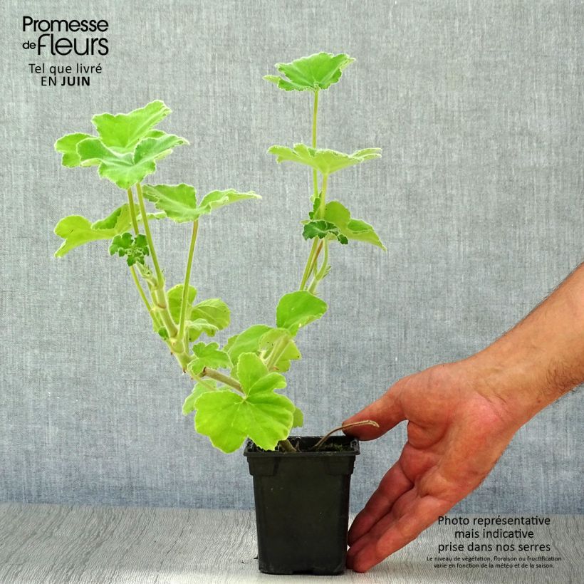 Pelargonium tomentosum 7/8 cm pot sample as delivered in summer