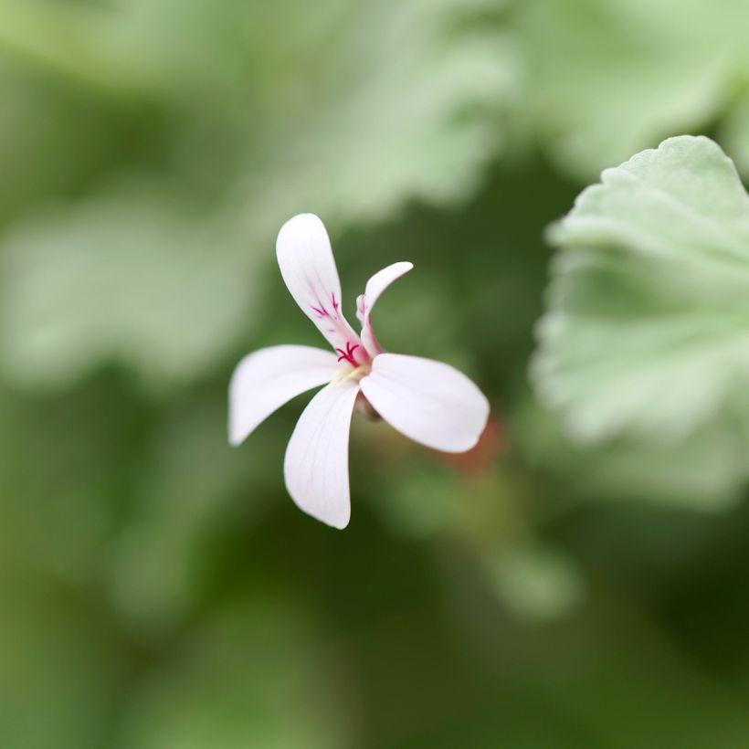 Pelargonium odoratissimum (Flowering)