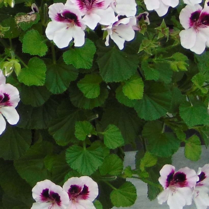 Pelargonium Mosquitaway Lizzy (Foliage)