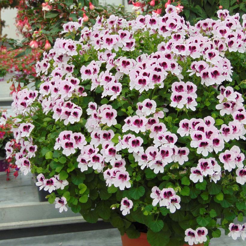 Pelargonium Mosquitaway Lizzy (Flowering)