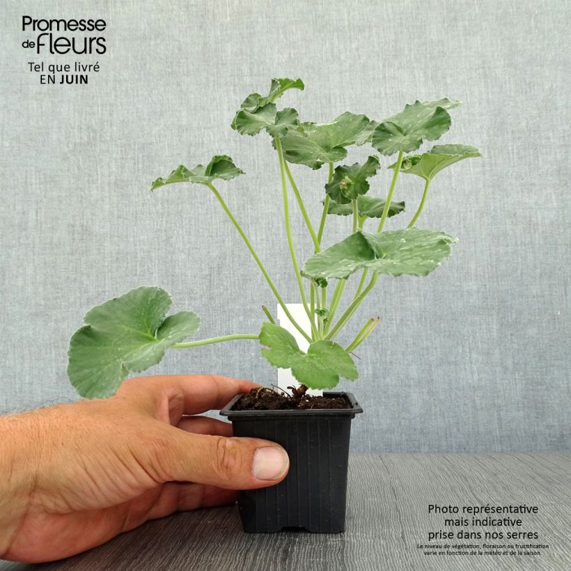 Pelargonium reniforme 8/9 cm pot sample as delivered in summer