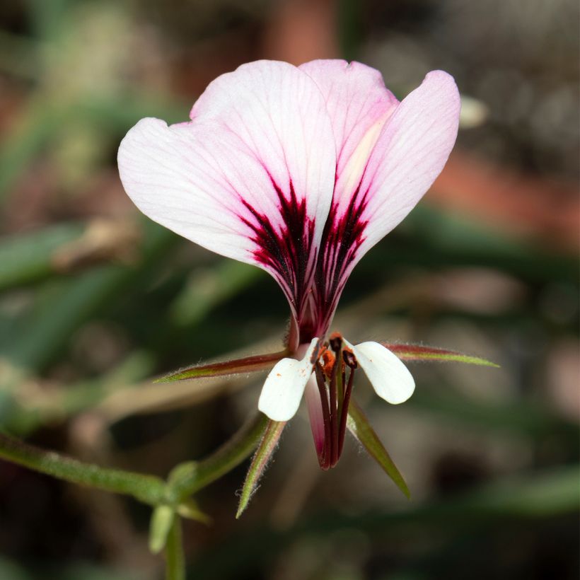 Pelargonium tetragonum (Flowering)