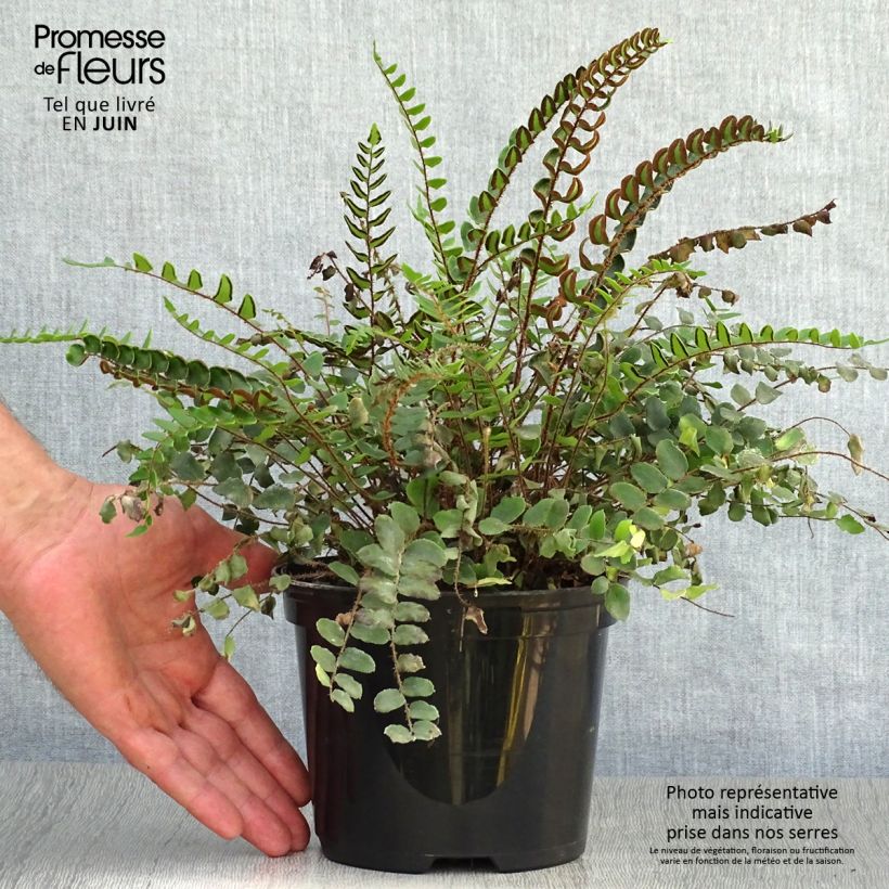 Pellaea rotundifolia 2L/3L pot sample as delivered in summer