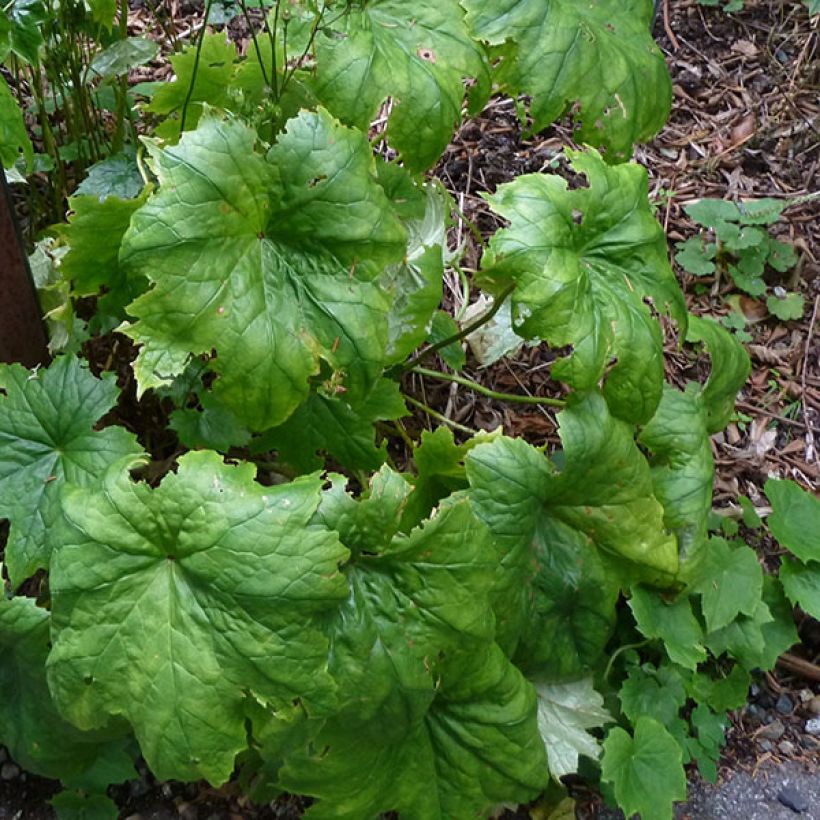 Peltoboykinia tellimoïdes (Foliage)