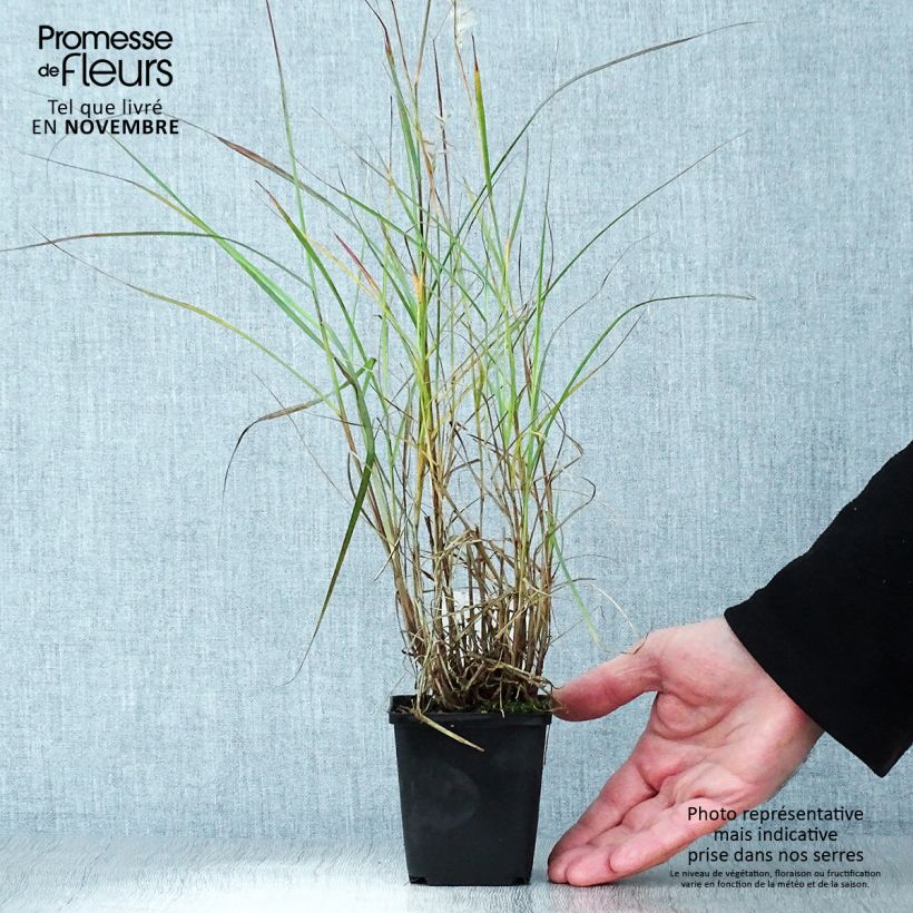 Pennisetum orientale - Oriental Fountain Grass 8/9 cm pot sample as delivered in autumn