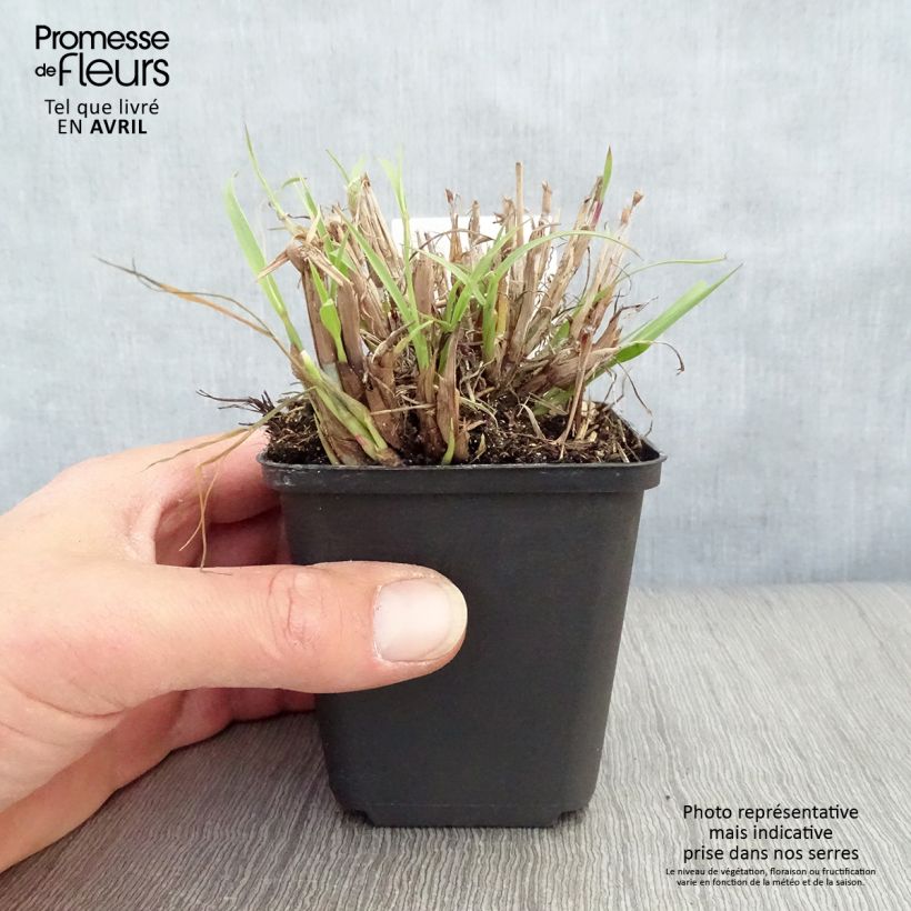 Pennisetum orientale - Oriental Fountain Grass sample as delivered in spring