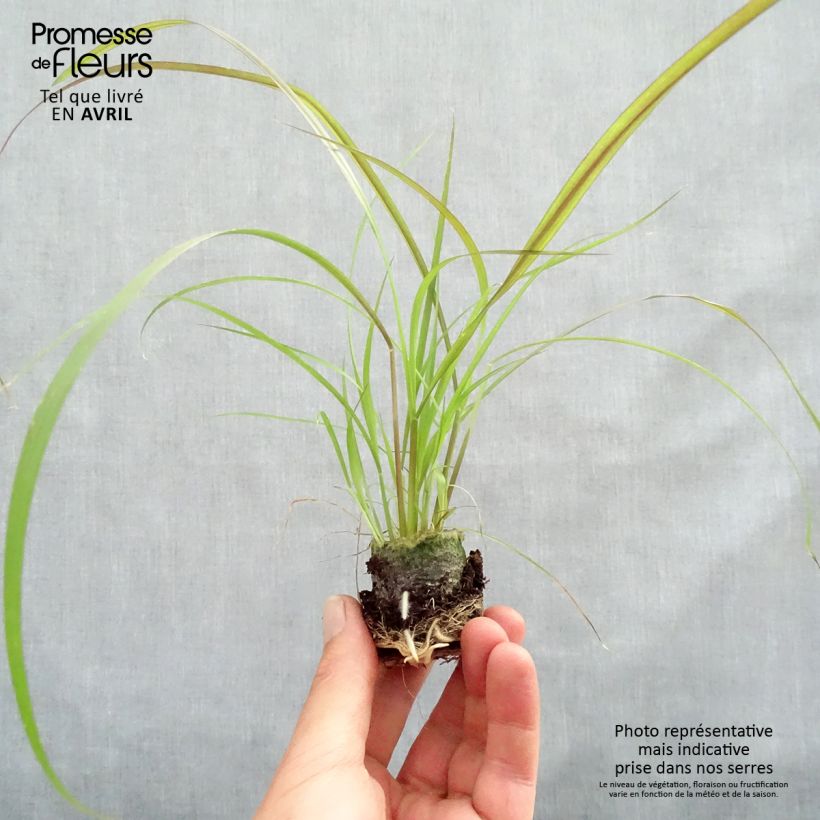 Pennisetum advena Rubrum - Purple Fountain Grass Plug plant 3/4cm sample as delivered in spring