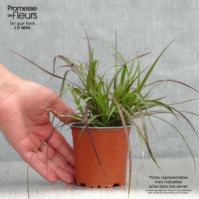 Pennisetum advena Rubrum - Purple Fountain Grass 10cm/11cm pot sample as delivered in spring