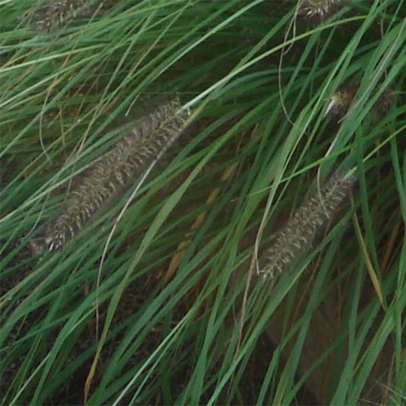 Pennisetum alopecuroides f. viridescens - Chinese Fountain Grass (Foliage)
