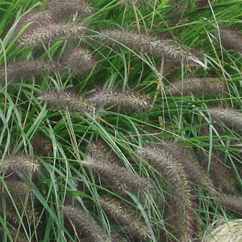 Pennisetum alopecuroides f. viridescens - Chinese Fountain Grass (Flowering)