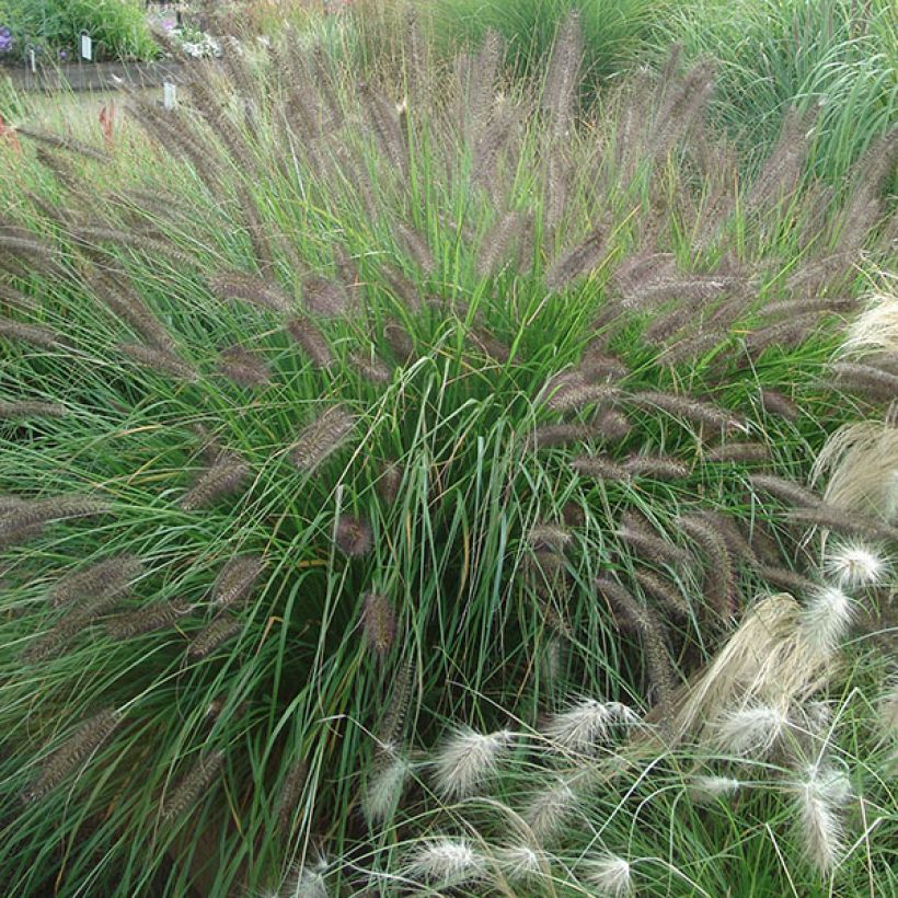 Pennisetum alopecuroides f. viridescens - Chinese Fountain Grass (Plant habit)