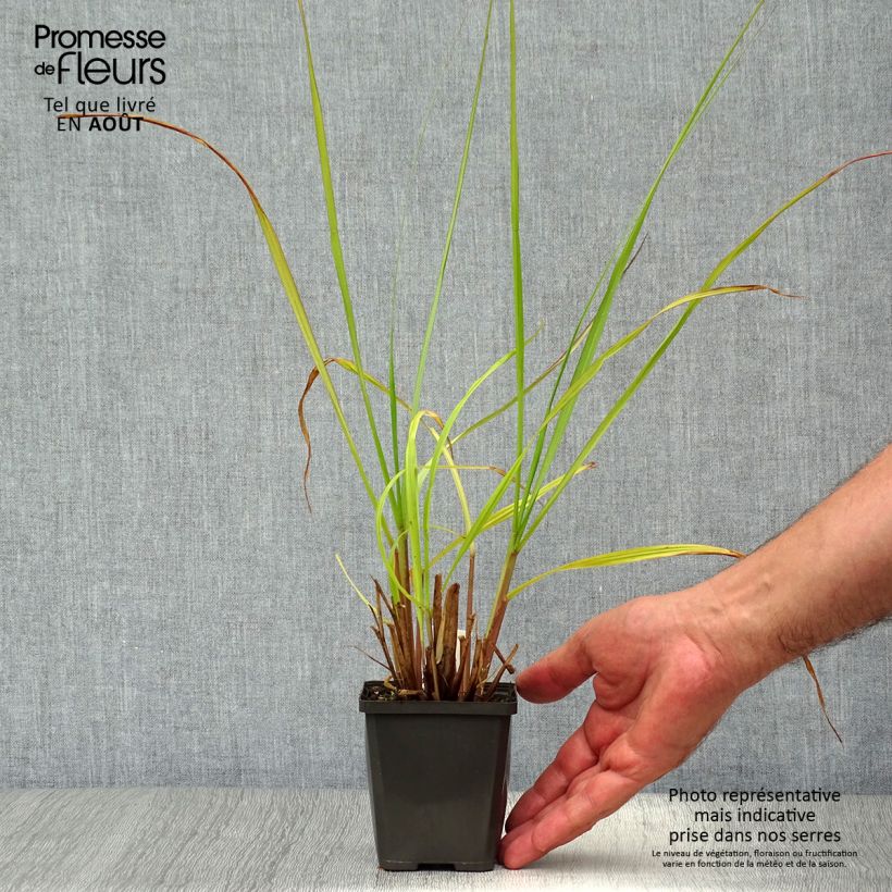 Pennisetum alopecuroïdes Black Beauty - Chinese Fountain Grass 8/9 cm pot sample as delivered in summer