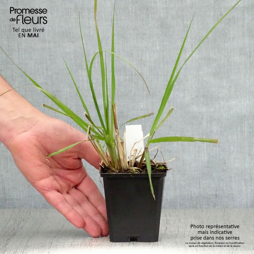 Pennisetum alopecuroïdes Black Beauty - Chinese Fountain Grass sample as delivered in spring
