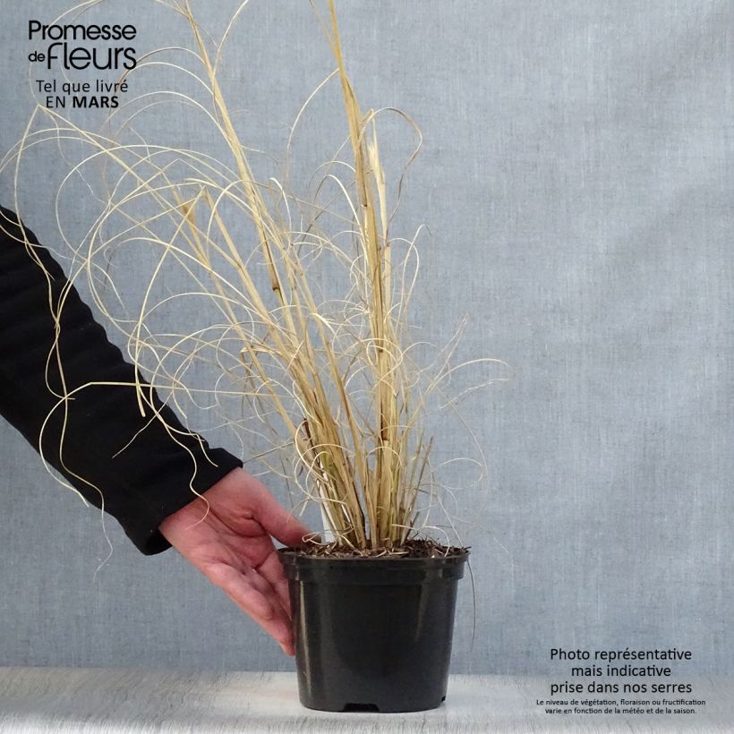 Pennisetum alopecuroïdes Black Beauty - Chinese Fountain Grass sample as delivered in spring