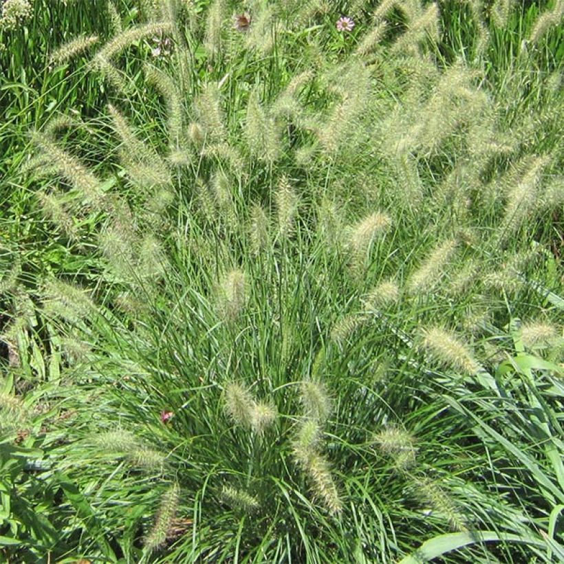 Pennisetum alopecuroïdes Cassian (Flowering)