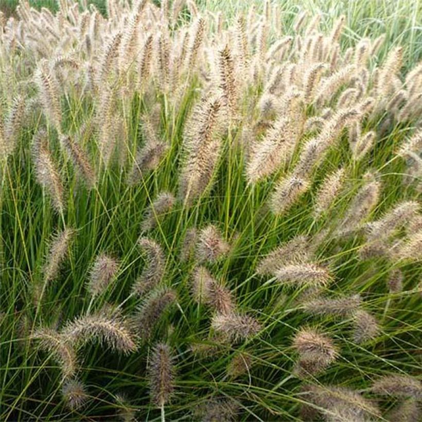 Pennisetum alopecuroides Gelbstiel - Chinese Fountain Grass (Flowering)