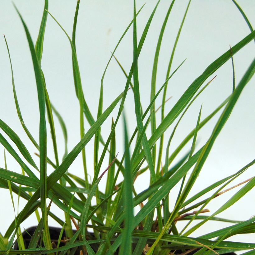 Pennisetum alopecuroides Gelbstiel - Chinese Fountain Grass (Foliage)